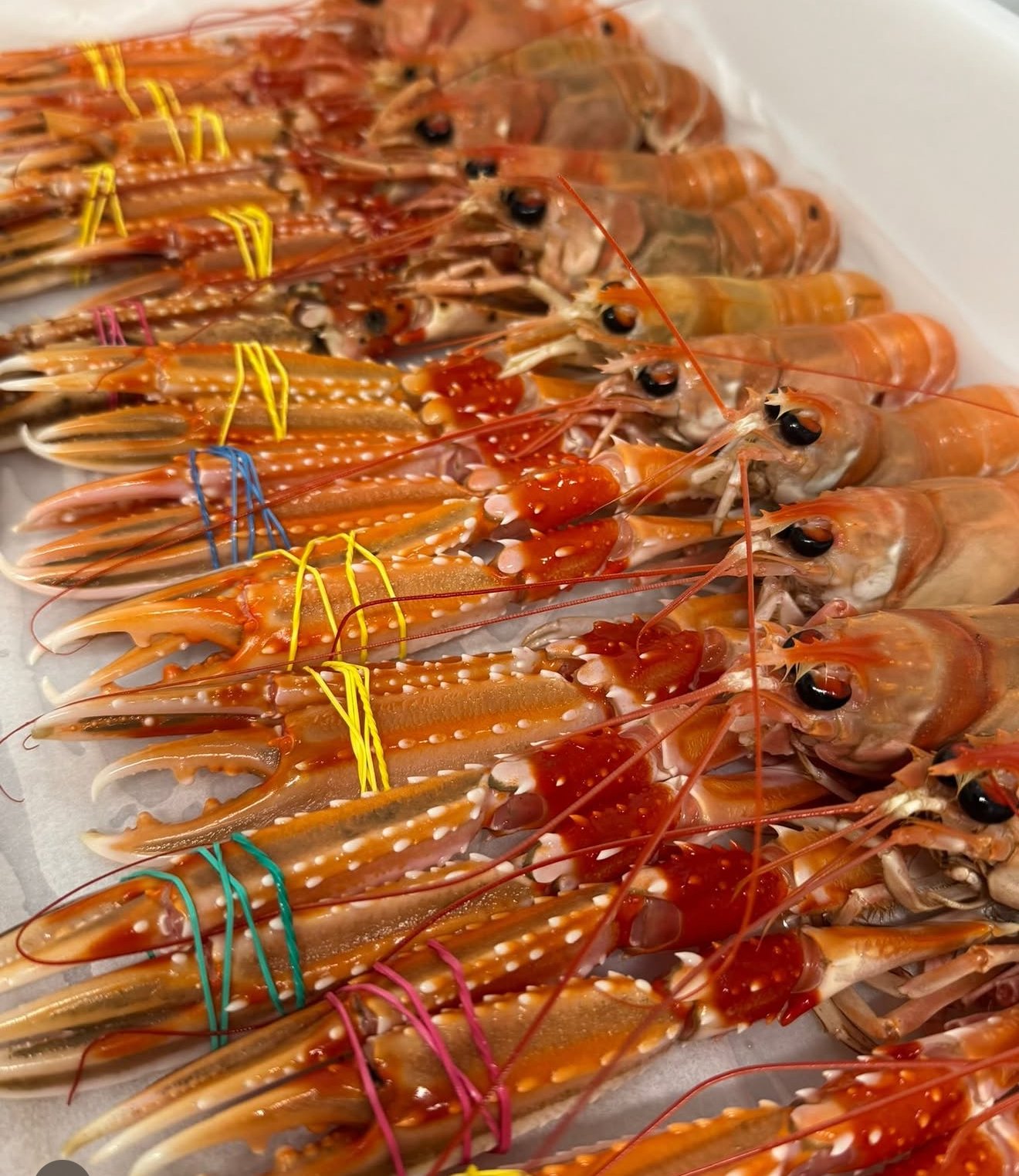 Scottish XXL langoustines packed on ice